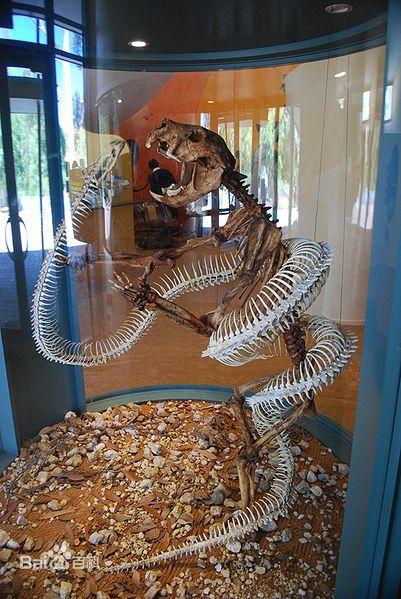 最大蛇类排行:第二名蛇吞象,第一大到难以想象!