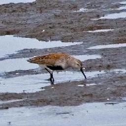 杨幂 杨幂时尚大师 时尚在我的生活中无处不在