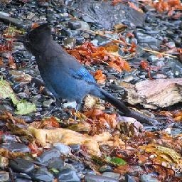 优酷天价买下世界杯直播版权,腾讯和pptv怎么