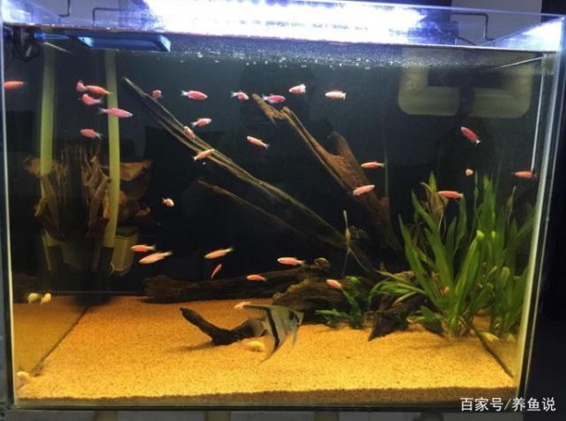 魚(yú)缸制冷壓力多少合適（魚(yú)缸制冷壓力多少合適呢） 祥龍水族醫(yī)院