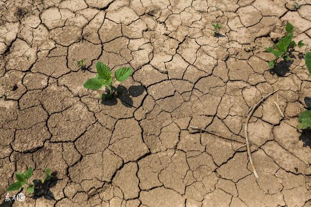 风雪双色球138期规律预测 热号点选8+2,蓝球胆