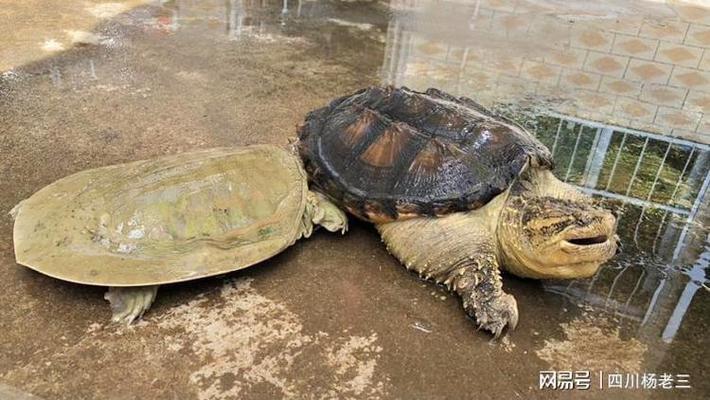 魚缸玻璃清洗妙招視頻 水族問答