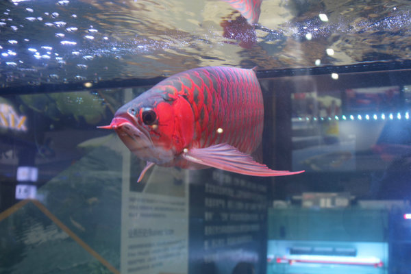 水族魚(yú)缸廠家資質(zhì)（水族魚(yú)缸廠家資質(zhì)要求） 祥龍水族醫(yī)院