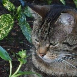 庄心妍2017最新歌曲《暖暖的依靠》