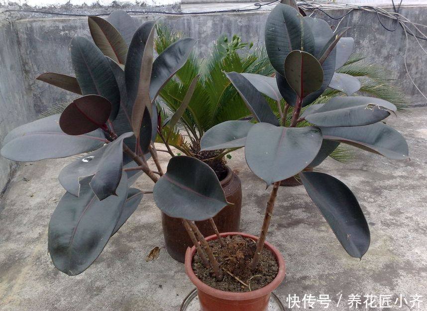 橡皮树养不好,做好这几步,叶子油亮长的快,新芽