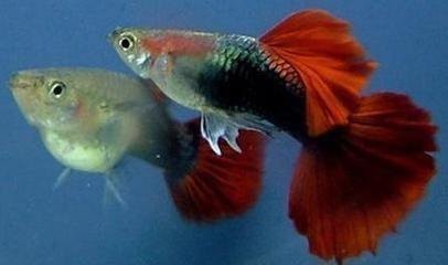 20厘米小鱼缸养什么鱼图片_360问答