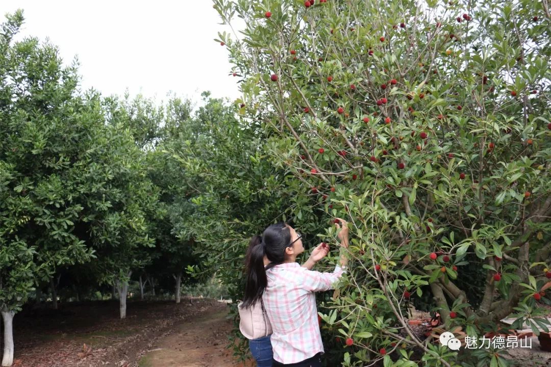 三台山乡的杨梅、水蜜桃熟了，待君来摘......