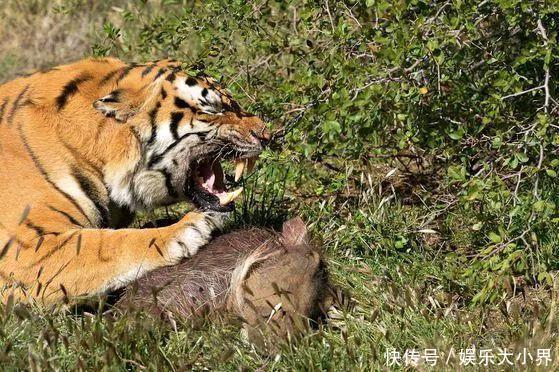 老虎刚把食物放在地上准备开吃,却突然对着一