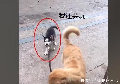 哈士奇还没玩够不回家,被无情的金毛拽回来,二