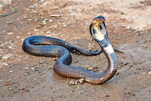 蛇最怕什么:盘点蛇最怕什么东西大揭秘(图)