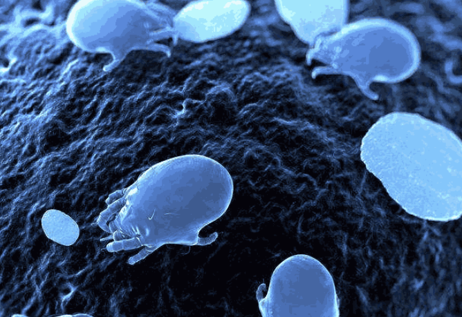 被子秋冬晒不了用1个小妙招,除螨杀菌,比晒太