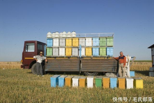 蜜蜂养殖技术|养蜂蜂群加脾及饲料