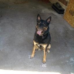 随着节奏跳起来 美女跳高效燃脂操小狗抢镜