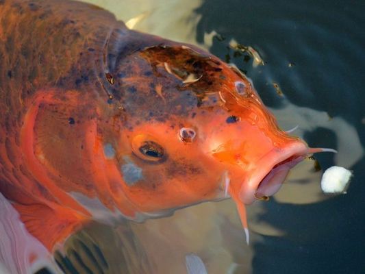 西青區(qū)推薦魚缸搬運怎么收費（專業(yè)搬運魚缸費用）