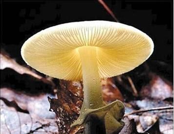 世界上最毒的蘑菇,吃一口就无药可治