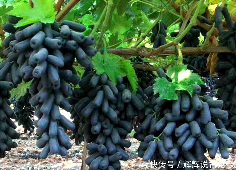 农村水果摇钱树50元一棵,亩产4000斤,一亩赚