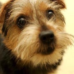 丈门阿黑自爆女朋友被孙晨睡了 阿黑直播是孙