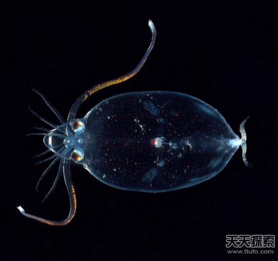 警报水母(atolla jellyfish)