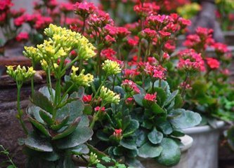 长寿花有毒吗,可以室内养吗_360问答