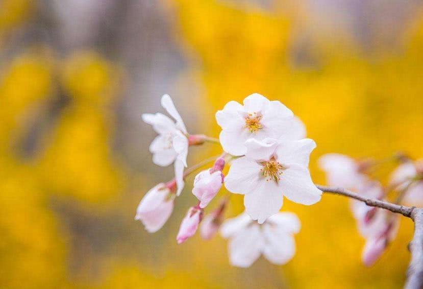 大富大贵赚大钱!3大生肖5月下旬有财到,赚钱多发光发彩!