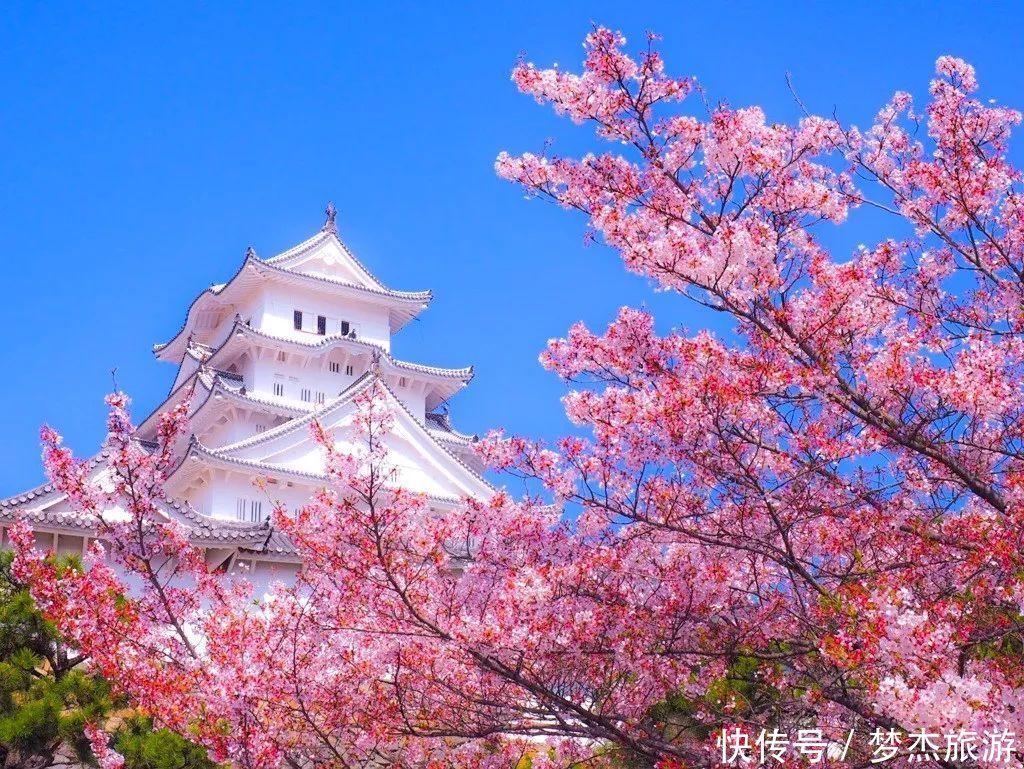 日本网友票选：日本绝景樱花胜地排行榜TOP5！