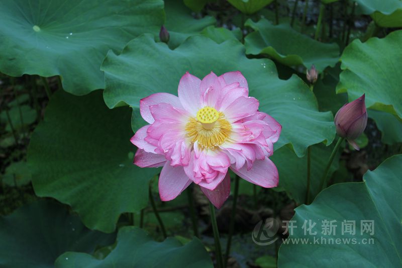 开化荷花已悄然绽放 正是赏荷好时机