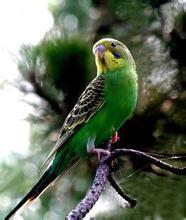 虎皮鹦鹉下蛋该注意什么?