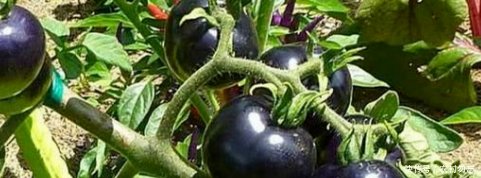 科技农业农村创业,种植黑番茄,可以赚大钱,你心