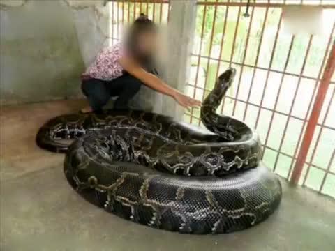 最大蛇类排行:第二名蛇吞象,第一大到难以想象!