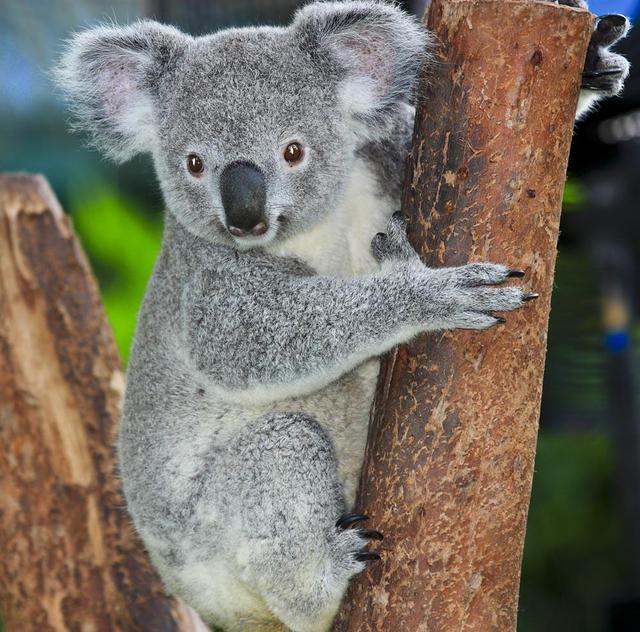 看一看世界各国的国宝,你更喜欢哪个国家的呢