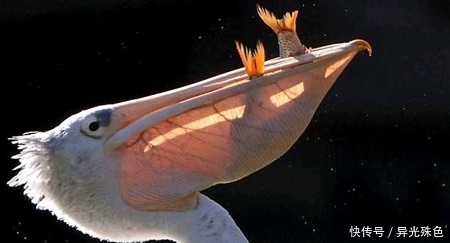 广东人遇到鹈鹕认输了,鹈鹕什么都敢吃,连狗熊