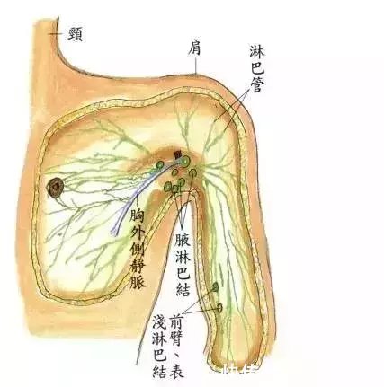 淋巴排毒,改善身体血液正常循环,加速排除毒素