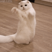 【gif】有了这只雪白小短腿,再也不想出家门了! - 360娱乐,你开心就好