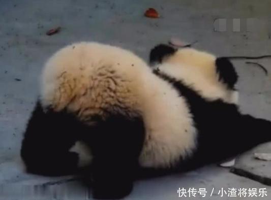 大熊猫宝宝伸懒腰萌翻外国人,痛呼:为啥不是我