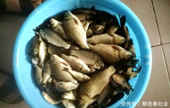 三斤老鲫鱼!湘江钓鱼,钓获鲫鱼王,是野生的吗?