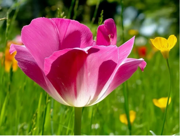 微信头像怎么设置植物图像_360问答