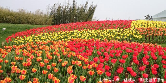 除了深圳荷兰花卉小镇、上海市松江辰山植物园