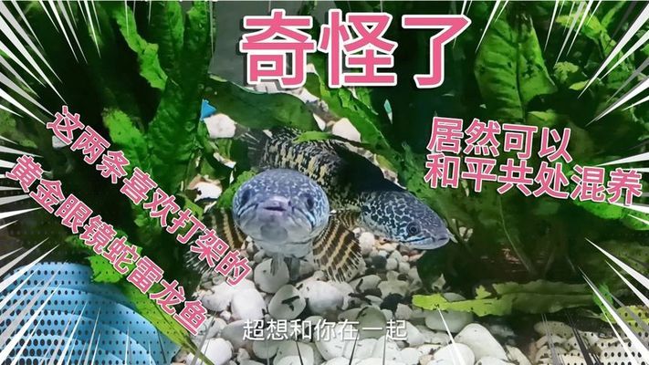 黃骨魚可以養(yǎng)在魚缸嗎(黃骨魚能在魚缸里養(yǎng)嗎)