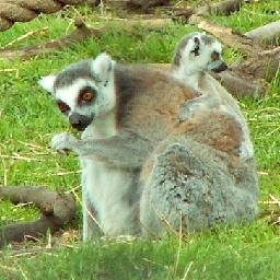 特曼格斗进化3最高难度梦比优斯奥特曼外传:希