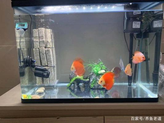 荊州水族批發(fā)市場(chǎng)在哪里有賣魚(yú)的店（荊州水族批發(fā)市場(chǎng)在哪里有賣魚(yú)的店鋪）