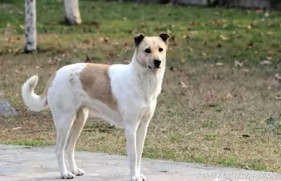 中华田园犬:难道智商真的低吗?我认为不是!