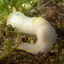 免费听讲座、推销有剧本…专骗老人的保健品