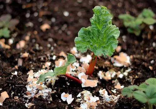 怎么养花才不会生虫 t013c64d08af6f48e9b.png?size=500x350