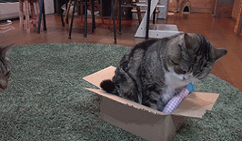 猫咪有时候就像一个淘气的小孩纸,自己喜欢的东西就想一直