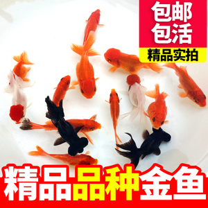 金魚缸效果圖片大全（金魚缸效果圖片大全大圖）