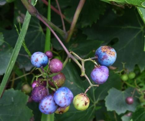 乡里随处可见的蓝果蛇葡萄,妙用多多
