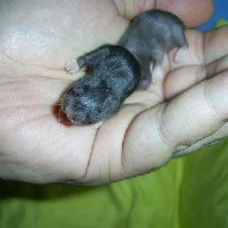 舞蹈学习:小学高段舞蹈基本动作--双腿蹲