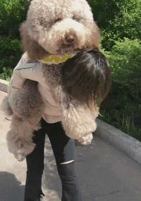 壁纸 动物 狗 狗狗 276_392 竖版 竖屏 手机 gif 动态图 动图