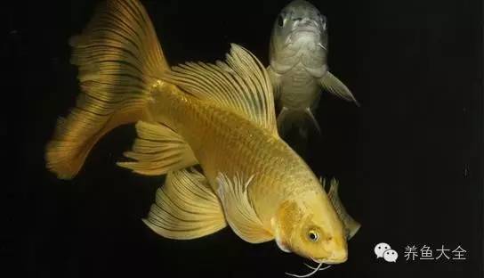 熱帶冷熱魚（熱帶冰冷熱帶魚） 祥龍水族醫(yī)院