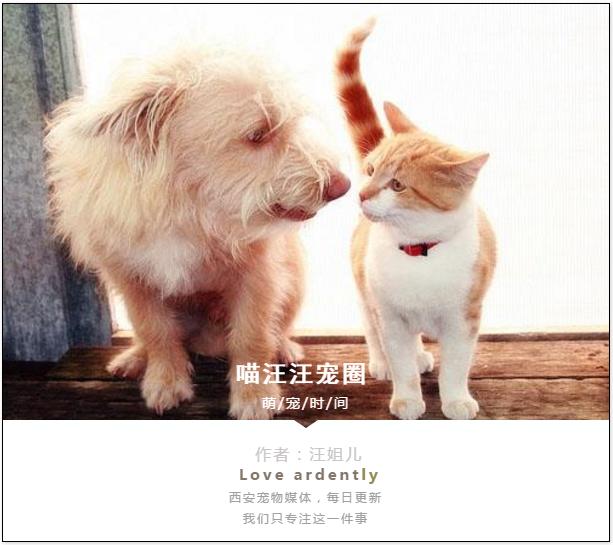 考眼力!这是什么狗?!京巴八哥傻傻分不清